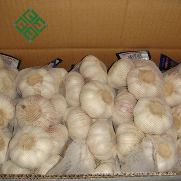 Wholesale China new crop white garlic fresh garlic price